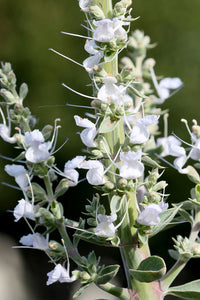 Salvia apiana var. compacta - Compact White Sage