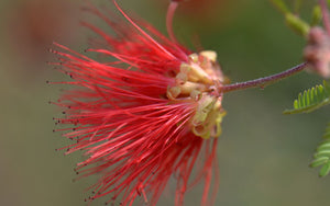 Calliandra californica - Red Fairy Duster