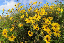 Load image into Gallery viewer, Encelia californica - Bush Sunflower

