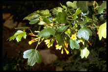 Load image into Gallery viewer, Ribes aureum - Golden Currant
