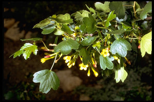 Ribes aureum - Golden Currant