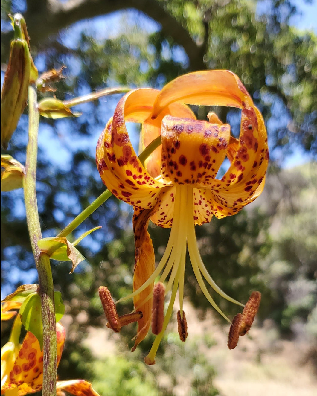 Lilium humboldtii - Humboldt Lily
