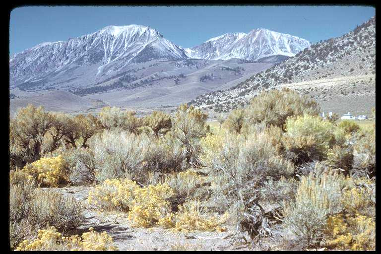 Artemisia tridentata - Big Sagebrush