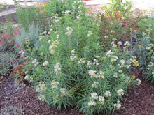 Load image into Gallery viewer, Asclepias fascicularis - Narrowleaf Milkweed
