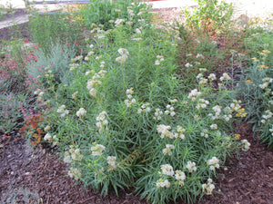 Asclepias fascicularis - Narrowleaf Milkweed