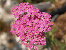 Load image into Gallery viewer, Achillea millefolium &#39;Astral Rose&#39; - Astral Rose Yarrow
