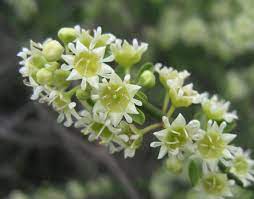 Adolphia californica - California Adolphia