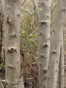 Alnus rhombifolia - White Alder