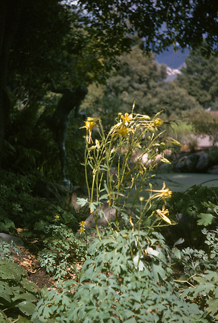 Aquilegia pubescens - Sierra Columbine