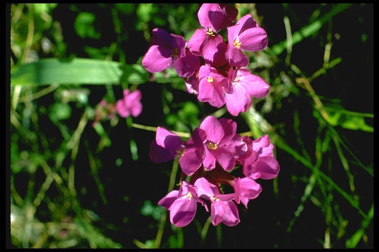 Arabis blepharophylla 'Spring Charm' - Spring Charm Rock Cress