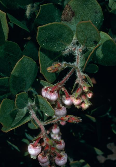 Arctostaphylos catalinae - Catalina Manzanita