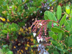 Arctostaphylos insularis - Island Manzanita