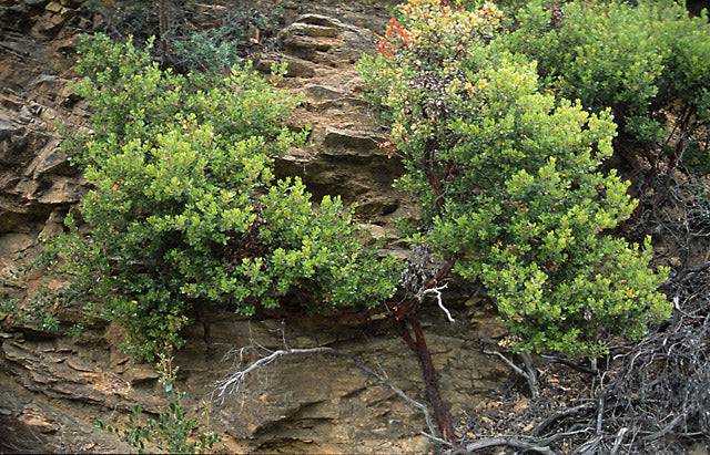 Arctostaphylos nummularia - Glossy Leaved Manzanita