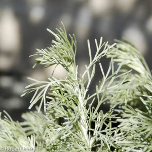 Artemisia californica 'Canyon Gray' - Canyon Gray Sagebrush