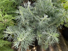 Load image into Gallery viewer, Artemisia californica &#39;Montara&#39; - Montara Sagebrush
