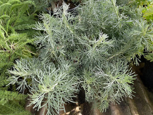 Artemisia californica 'Montara' - Montara Sagebrush