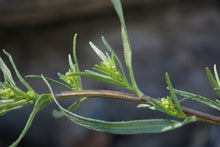 Load image into Gallery viewer, Artemisia dracunculus - Wild Tarragon
