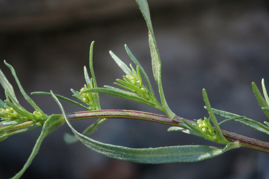 Artemisia dracunculus - Wild Tarragon