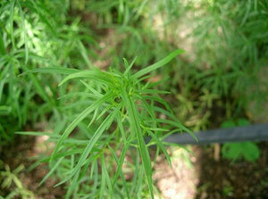 Artemisia dracunculus - Wild Tarragon
