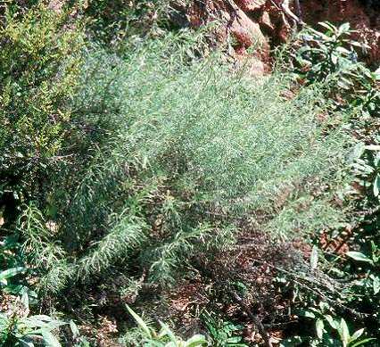 Artemisia californica - California Sagebrush