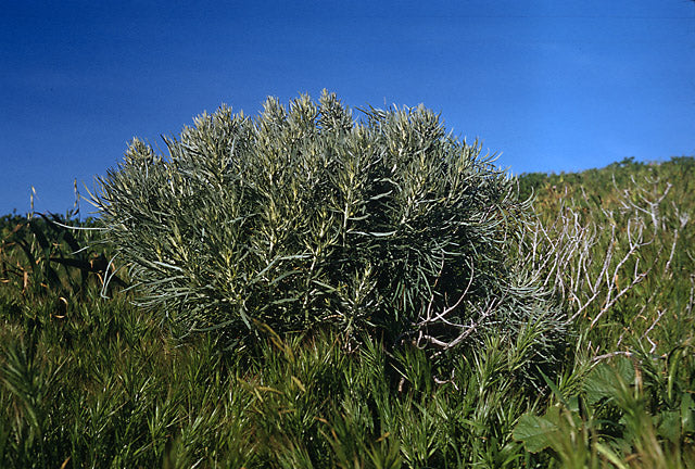 Artemisia nesiotica - Channel Island Sage Brush