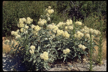 Load image into Gallery viewer, Asclepias eriocarpa - Kotolo Milkweed
