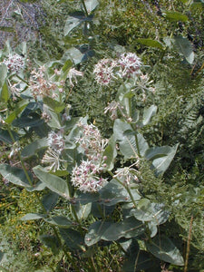 Asclepias speciosa - Showy Milkweed