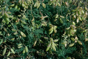 Astragalus trichopodus - Santa Barbara Milk Vetch