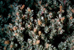 Atriplex watsonii - Matscale