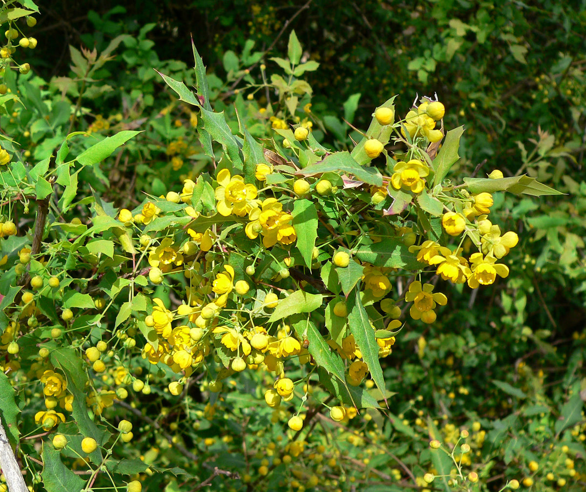 Berberis Nevinii - Nevin's Barberry – Santa Barbara Botanic Garden