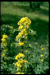 Berberis aquifolium -  Oregon Grape