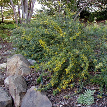 Load image into Gallery viewer, Berberis nevinii - Nevin&#39;s Barberry
