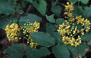 Berberis aquifolium var. repens - Creeping Oregon Grape