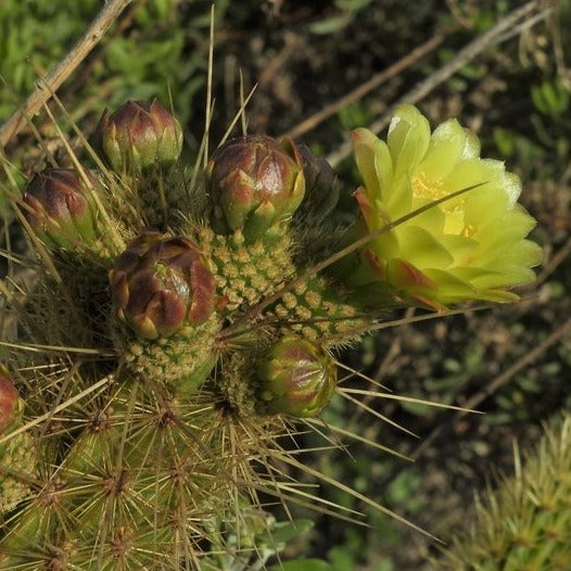 Bergerocactus emoryi - Golden Spined Cereus