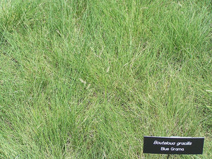 Bouteloua gracilis - Blue Grama Grass