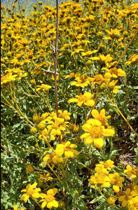 Bahiopsis laciniata - San Diego Sunflower