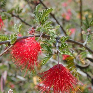 Calliandra californica - Red Fairy Duster