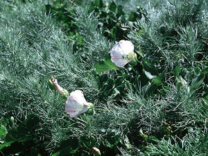 Calystegia macrostegia 'Anacapa Pink' - Anacapa Pink Island Morning Glory