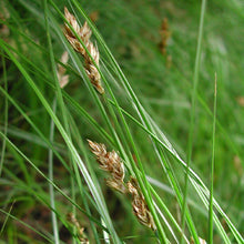 Load image into Gallery viewer, Carex praegracilis - California Field Sedge
