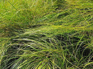 Carex praegracilis - California Field Sedge