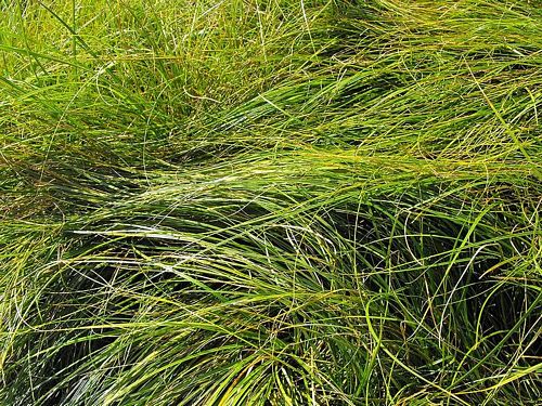 Carex praegracilis - California Field Sedge