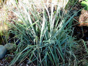 Carex spissa - San Diego Sedge