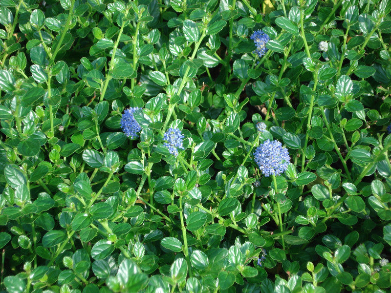 Ceanothus thyrsiflorus var. griseus 'Louis Edmunds' - Louis Edmunds Ceanothus