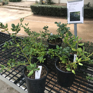 Ceanothus thyrsiflorus var. griseus 'Bamico' - Bamico Ceanothus