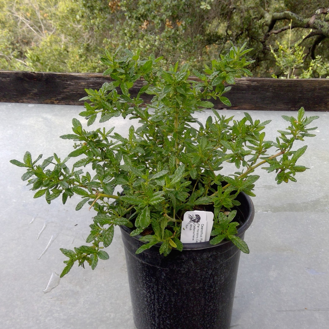 Ceanothus 'Far Horizons' - Far Horizons California Lilac