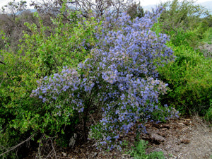 Ceanothus impressus - Santa Barbara Ceanothus