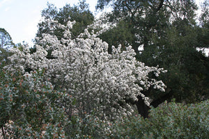 Ceanothus megacarpus - Big Pod Ceanothus