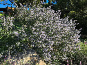 Ceanothus oliganthus - Hairy Ceanothus