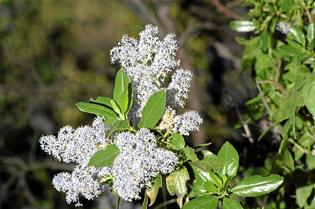 Ceanothus spinosus - Greenbark Ceanothus