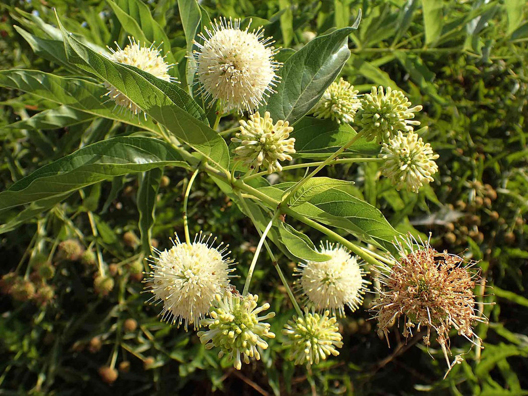 Cephalanthus occidentalis - California Buttonbush